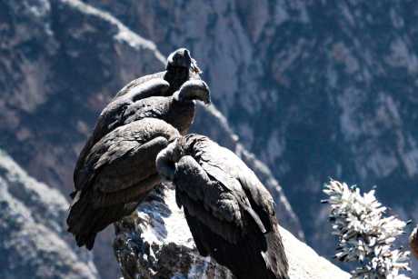Tour a Cañón del Colca Full Day