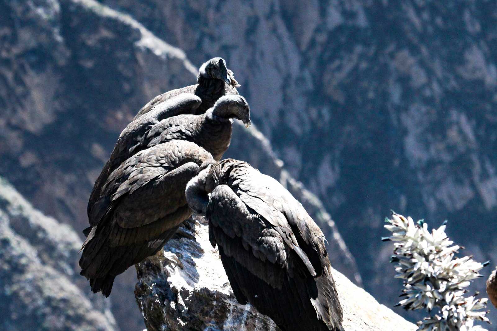 Colca Canyon Tour 1 Day — Unforgettable Excursions in Arequipa